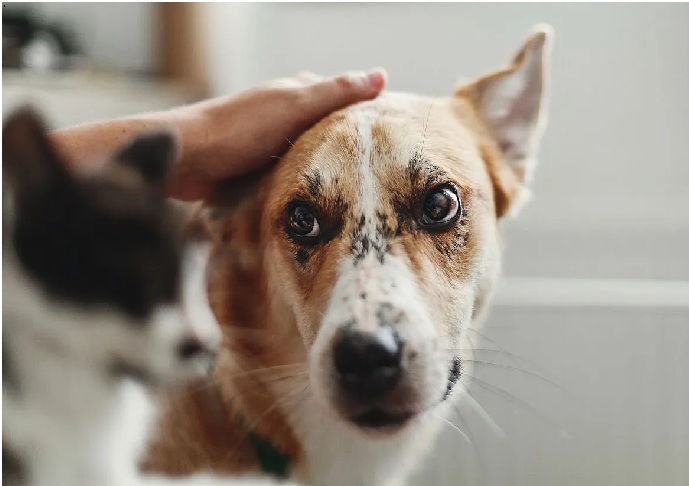 Sarandi recebe 200 vagas para castração gratuita de cães e gatos através do programa CastraPet